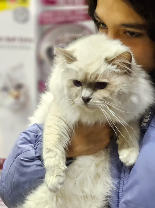 Anna con un gatto Sacro di Birmania dell'allevamento La Magia degli Occhi Blu